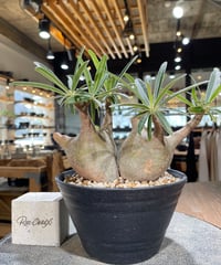 パキポディウム グラキリス 2頭　Pachypodium gracilius 　発根済　(gk-596)