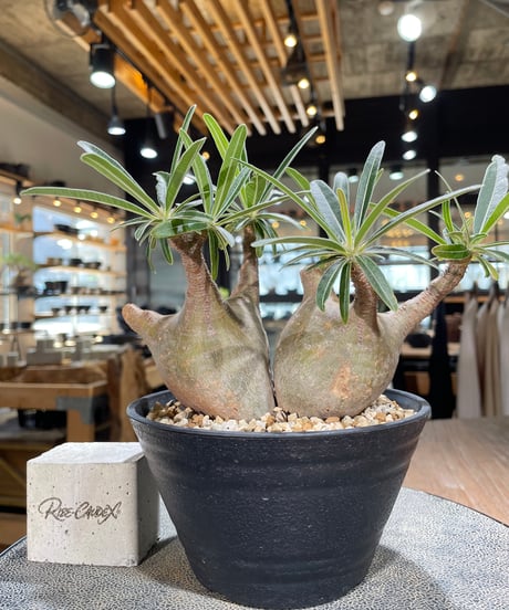 パキポディウム グラキリス 2頭　Pachypodium gracilius 　発根済　(gk-596)