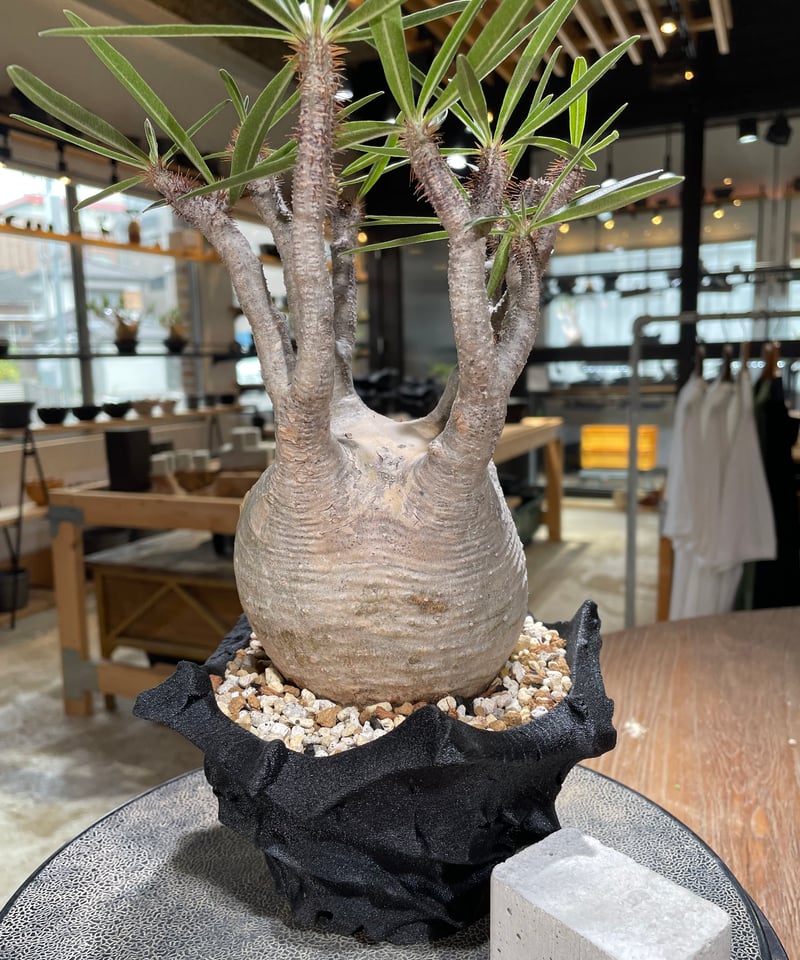 パキポディウム グラキリス Pachypodium gracilius 発根済 (gk-59