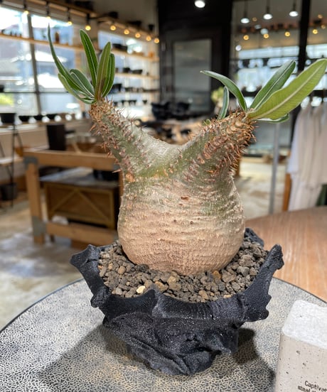 パキポディウム グラキリス　Pachypodium gracilius 　発根済　(gk-600) (鉢：LAVOR XSsize)