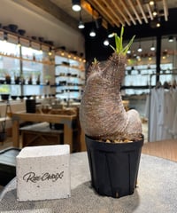 パキポディウム グラキリス　Pachypodium gracilius 　発根済　(gk-578)