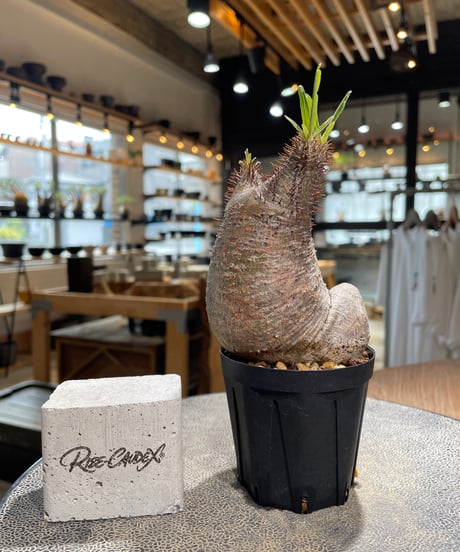 CATEGORY Pachypodium gracilius(パキポディウム グラキリス) |
