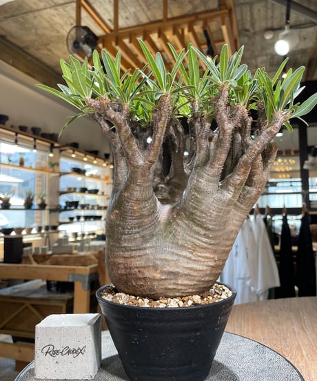 パキポディウム グラキリス　Pachypodium gracilius 　発根済　(gk-589)