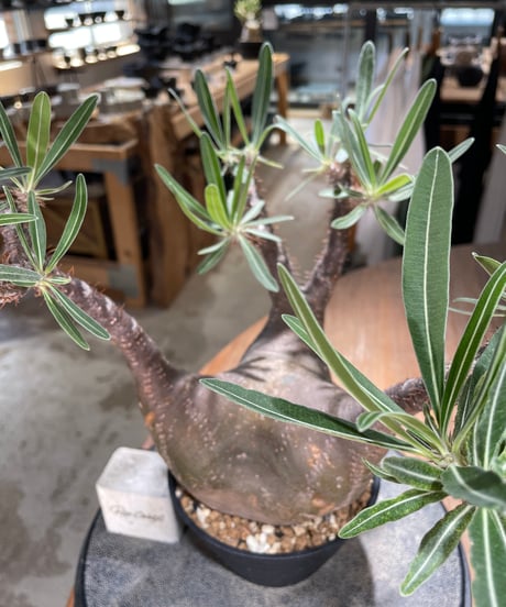 パキポディウム グラキリス　Pachypodium gracilius 　発根済　(gk-598)