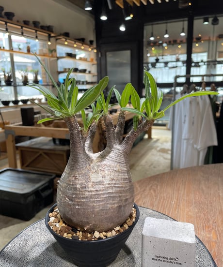パキポディウム グラキリス　Pachypodium gracilius 　発根済　(gk-580)