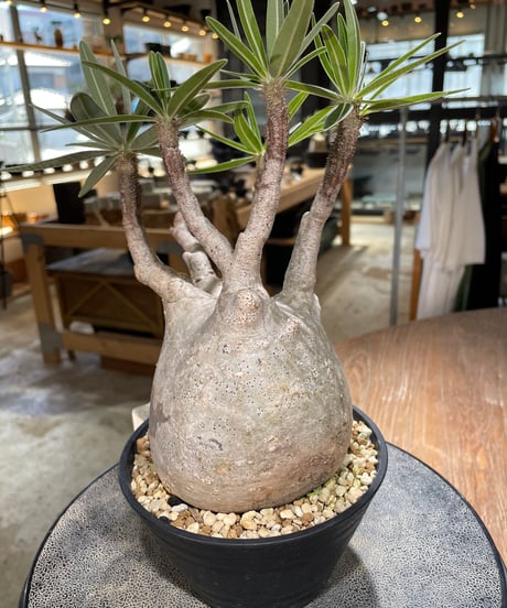 パキポディウム グラキリス　Pachypodium gracilius 　発根済　(gk-597)