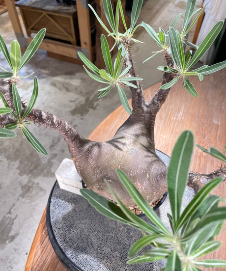 パキポディウム グラキリス　Pachypodium gracilius 　発根済　(gk-598)