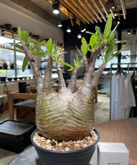 パキポディウム グラキリス　Pachypodium gracilius 　発根済　(gk-582)