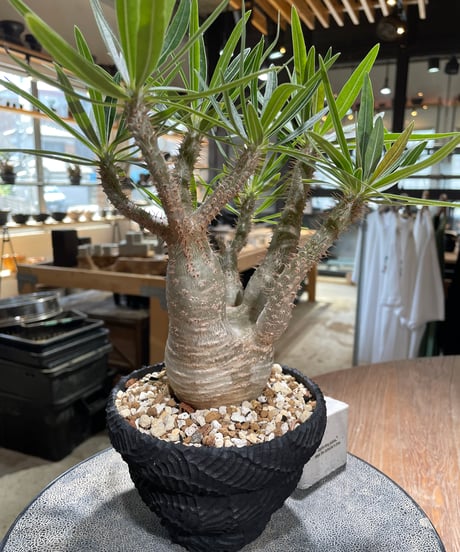 パキポディウム グラキリス　Pachypodium gracilius 　発根済　(gk-585)