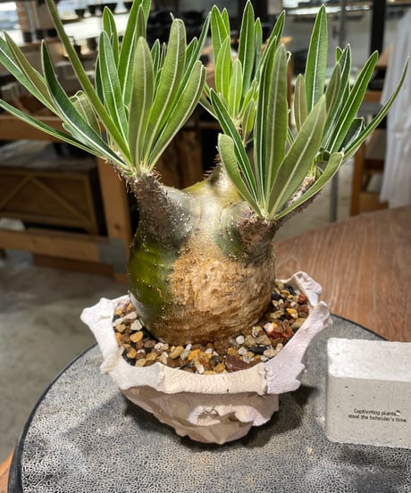 パキポディウム グラキリス　Pachypodium gracilius 　発根済　(gk-607) (鉢：LAVOR Ssize)