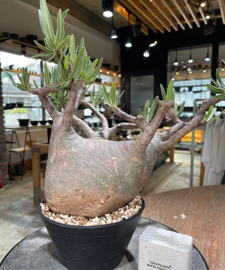 パキポディウム グラキリス　Pachypodium gracilius 　発根済　(gk-592)