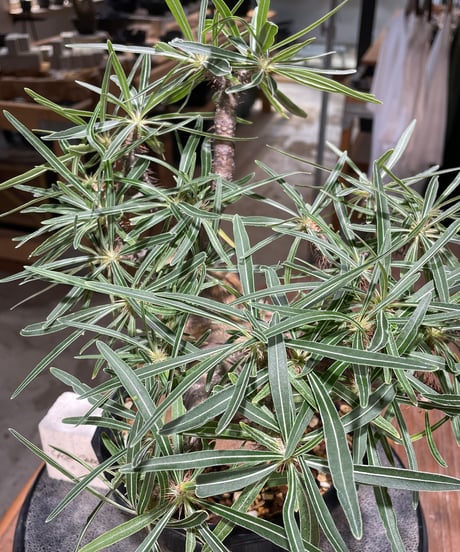パキポディウム グラキリス　Pachypodium gracilius 　発根済　(gk-569)