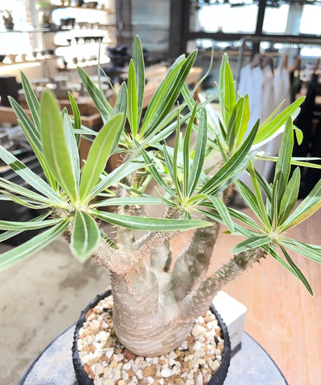 パキポディウム グラキリス　Pachypodium gracilius 　発根済　(gk-585)