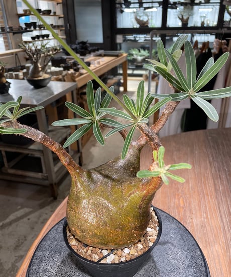 パキポディウム グラキリス　Pachypodium gracilius 　発根済　(gk-575)
