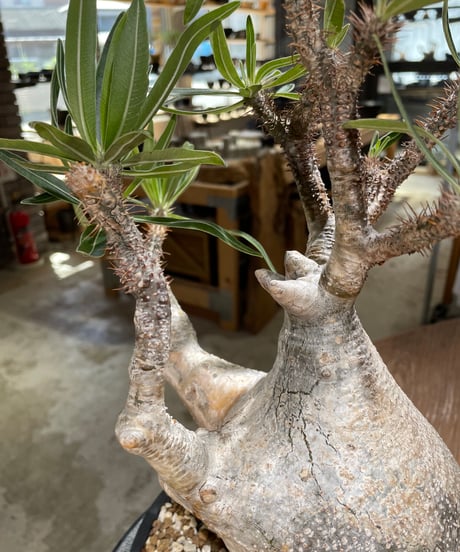 パキポディウム グラキリス　Pachypodium gracilius 　発根済　(gk-595)