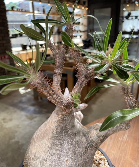 パキポディウム グラキリス　Pachypodium gracilius 　発根済　(gk-595)