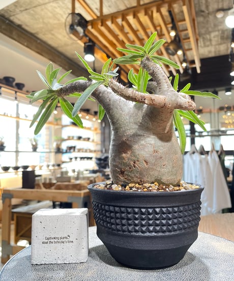 パキポディウム グラキリス　Pachypodium gracilius 　発根済　(gk-586)