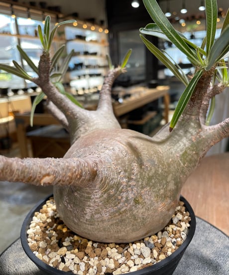 パキポディウム グラキリス　Pachypodium gracilius 　発根済　(gk-588)