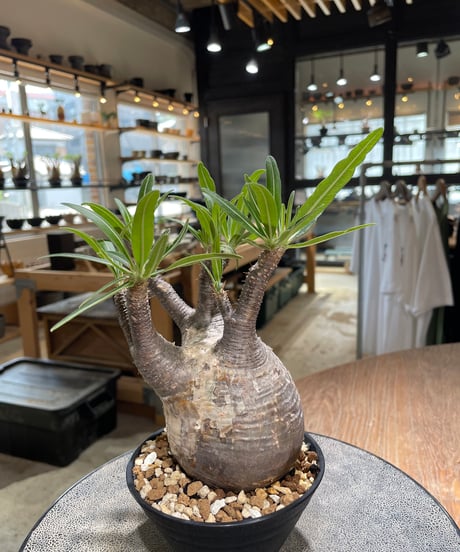 パキポディウム グラキリス　Pachypodium gracilius 　発根済　(gk-580)