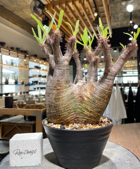 パキポディウム グラキリス　Pachypodium gracilius 　発根済　(gk-583)