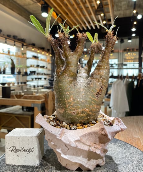 パキポディウム グラキリス　Pachypodium gracilius 　発根済　(gk-603) (鉢：LAVOR Ssize)