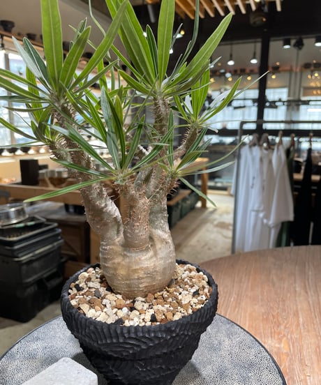 パキポディウム グラキリス　Pachypodium gracilius 　発根済　(gk-585)