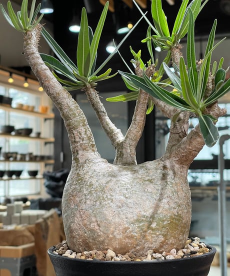 パキポディウム グラキリス　Pachypodium gracilius 　発根済　(gk-605)