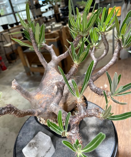 パキポディウム グラキリス　Pachypodium gracilius 　発根済　(gk-592)