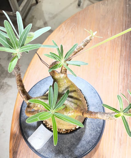 パキポディウム グラキリス　Pachypodium gracilius 　発根済　(gk-575)