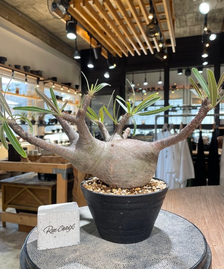 パキポディウム グラキリス　Pachypodium gracilius 　発根済　(gk-588)