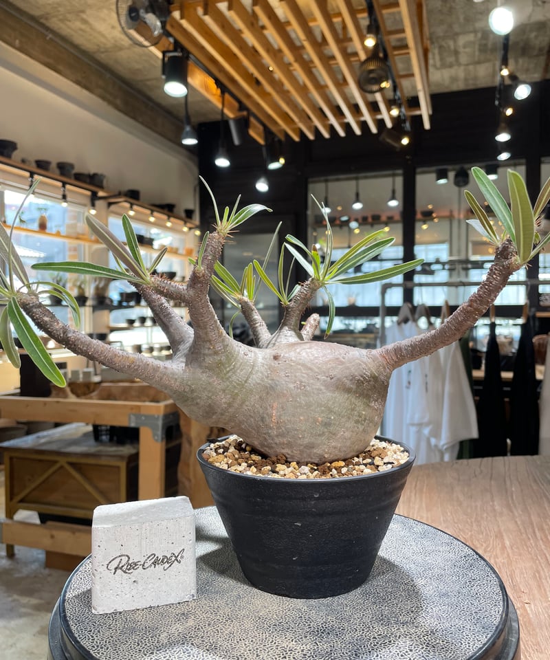 パキポディウム グラキリス Pachypodium gracilius 発根済 (gk-58
