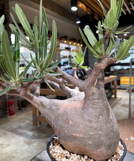パキポディウム グラキリス　Pachypodium gracilius 　発根済　(gk-592)