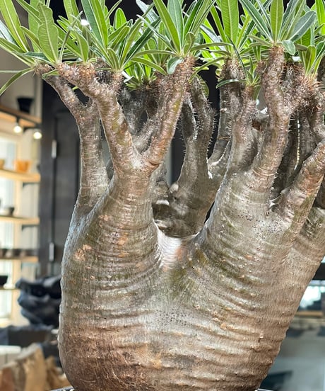パキポディウム グラキリス　Pachypodium gracilius 　発根済　(gk-589)