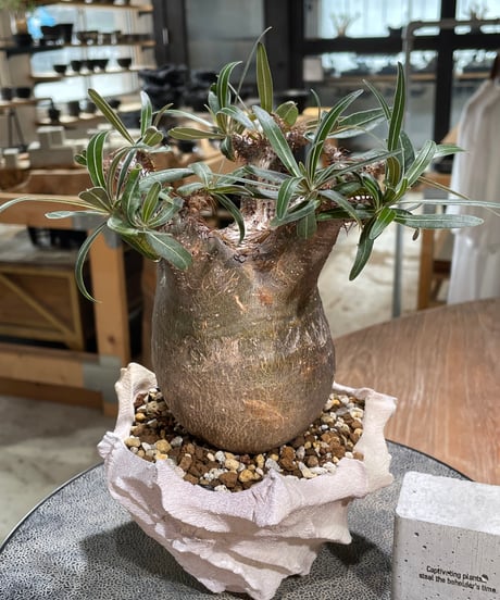 パキポディウム グラキリス　Pachypodium gracilius 　発根済　(gk-604) (鉢：LAVOR Ssize)