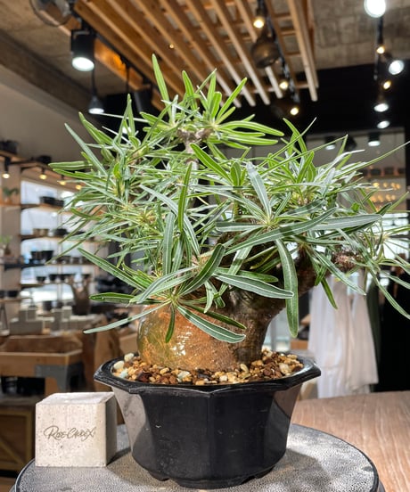 パキポディウム グラキリス　Pachypodium gracilius 　発根済　(gk-569)