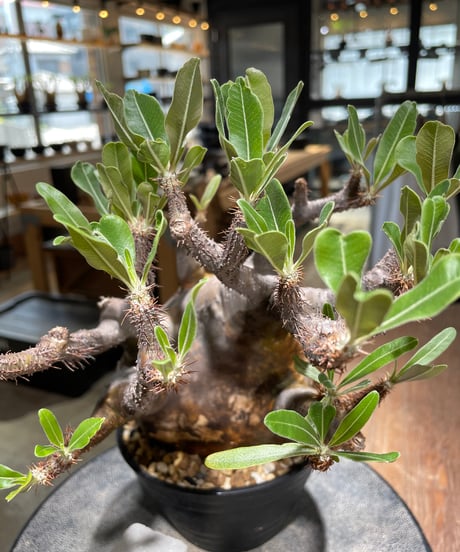 パキポディウム グラキリス　Pachypodium gracilius 　発根済　(gk-584)
