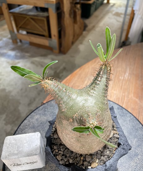 パキポディウム グラキリス　Pachypodium gracilius 　発根済　(gk-600) (鉢：LAVOR XSsize)