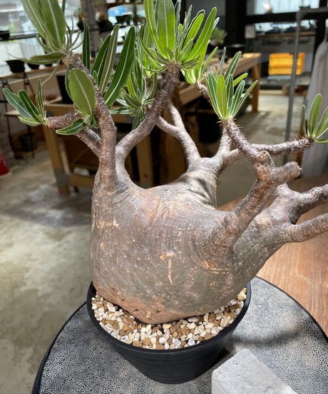 パキポディウム グラキリス　Pachypodium gracilius 　発根済　(gk-592)