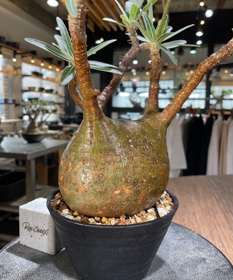 パキポディウム グラキリス　Pachypodium gracilius 　発根済　(gk-575)