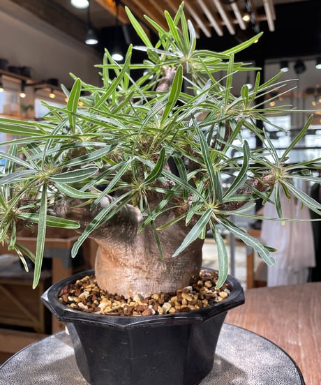 パキポディウム グラキリス　Pachypodium gracilius 　発根済　(gk-569)