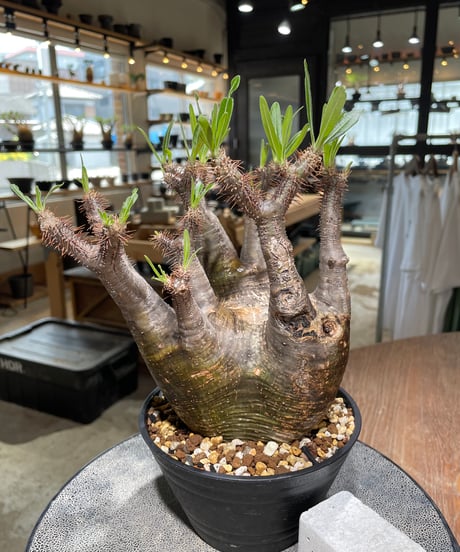 パキポディウム グラキリス　Pachypodium gracilius 　発根済　(gk-583)
