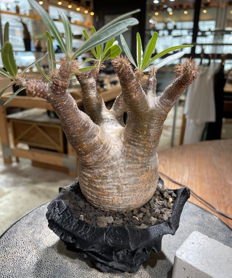 パキポディウム グラキリス　Pachypodium gracilius 　発根済　(gk-601) (鉢：LAVOR XSsize)