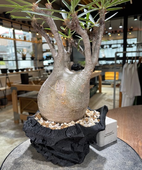 パキポディウム グラキリス　Pachypodium gracilius 　発根済　(gk-593)（鉢:LAVOR SMsize）