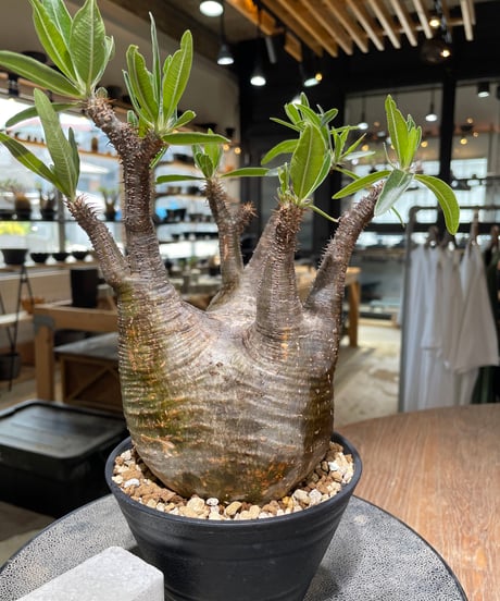 パキポディウム グラキリス　Pachypodium gracilius 　発根済　(gk-582)