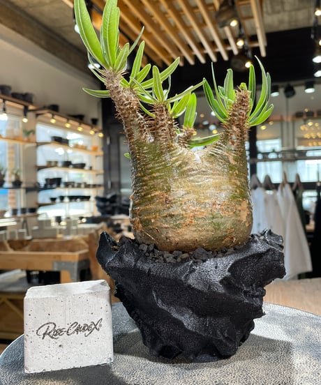 パキポディウム グラキリス　Pachypodium gracilius 　発根済　(gk-590)（鉢:LAVOR Ssize）