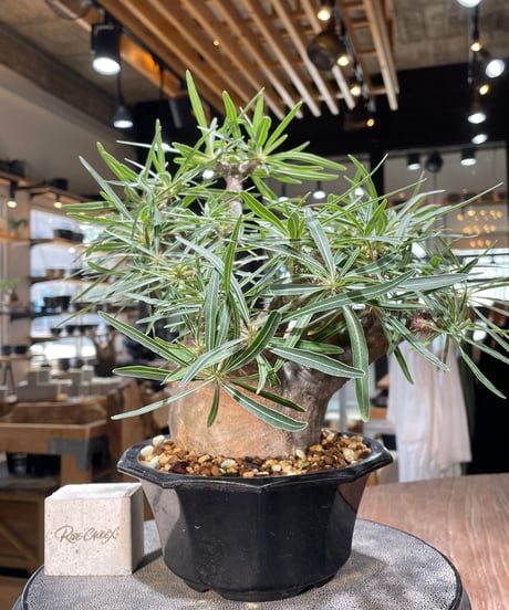 CATEGORY Pachypodium gracilius(パキポディウム グラキリス) |