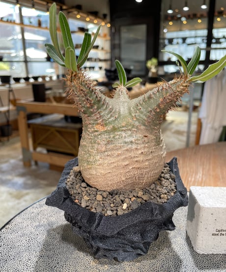 パキポディウム グラキリス　Pachypodium gracilius 　発根済　(gk-600) (鉢：LAVOR XSsize)