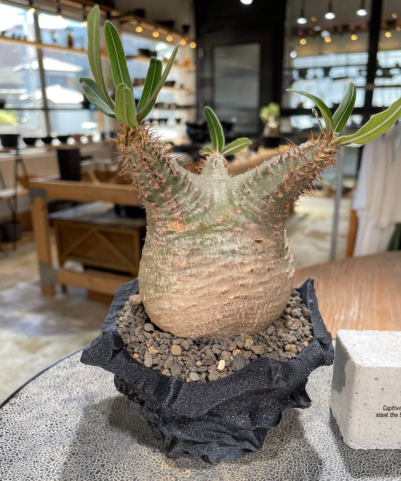 パキポディウム グラキリス Pachypodium gracilius 発根済 (gk-60
