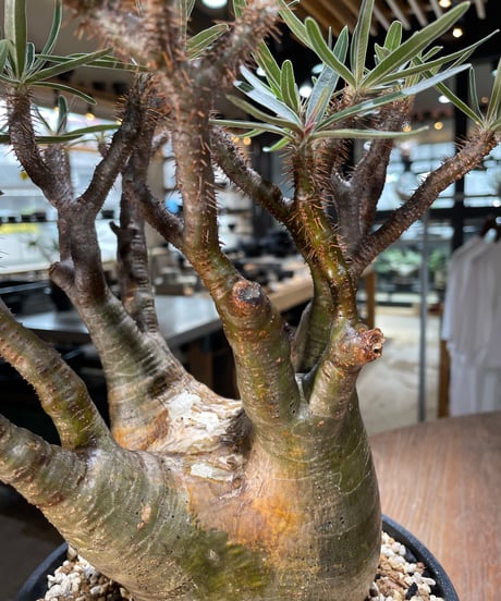 パキポディウム グラキリス　Pachypodium gracilius 　発根済　(gk-576)