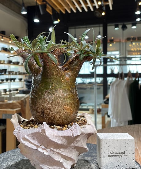 パキポディウム グラキリス　Pachypodium gracilius 　発根済　(gk-604) (鉢：LAVOR Ssize)